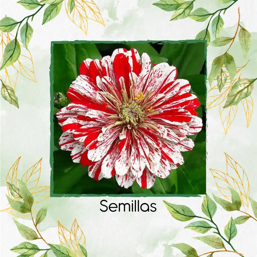 40 Semillas Orgánicas De Zinnia Menta Doble