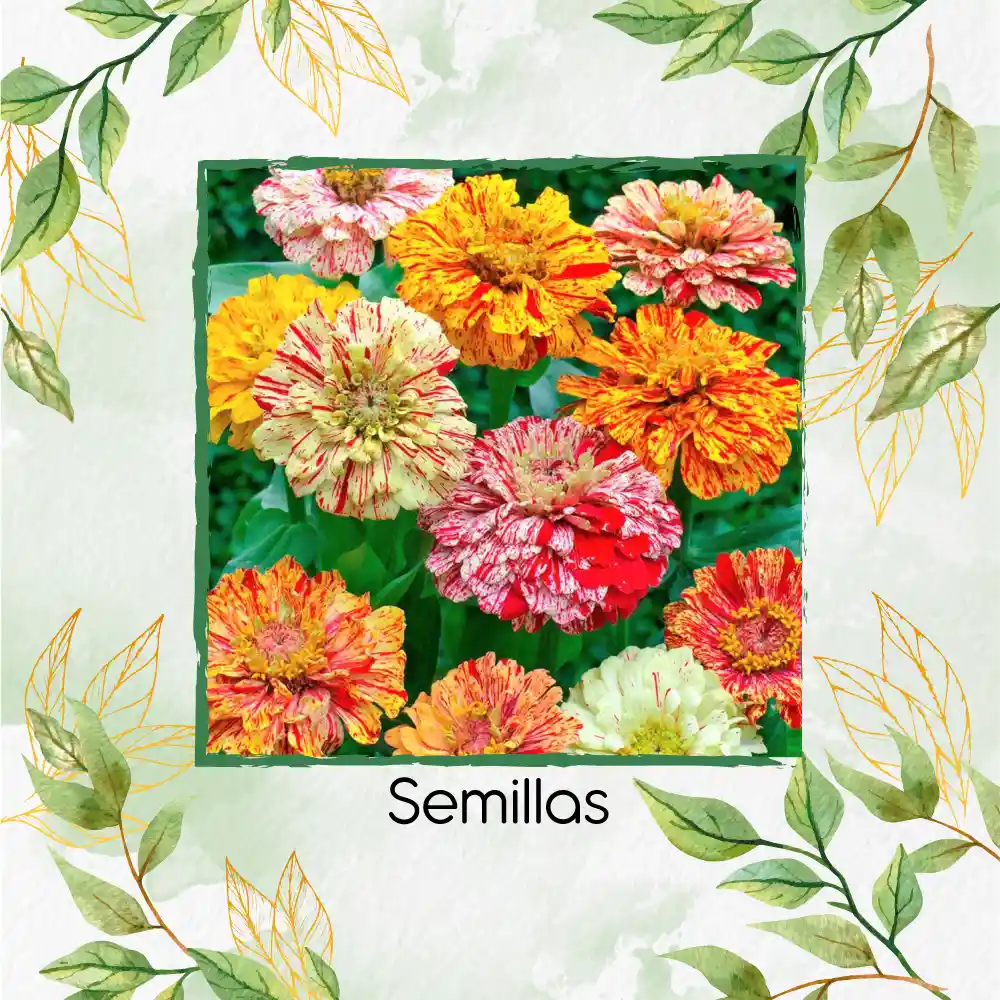 40 Semillas Orgánicas De Zinnia Menta Doble
