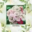 160 Semillas Orgánicas De Zinnia Menta Doble