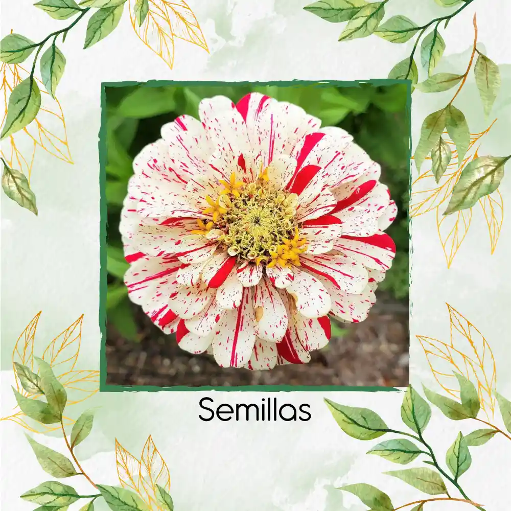 1.600 Semillas Orgánicas De Zinnia Menta Doble