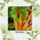 63 Semillas Orgánicas De Acelga Naranja