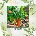 63 Semillas Orgánicas De Acelga Naranja