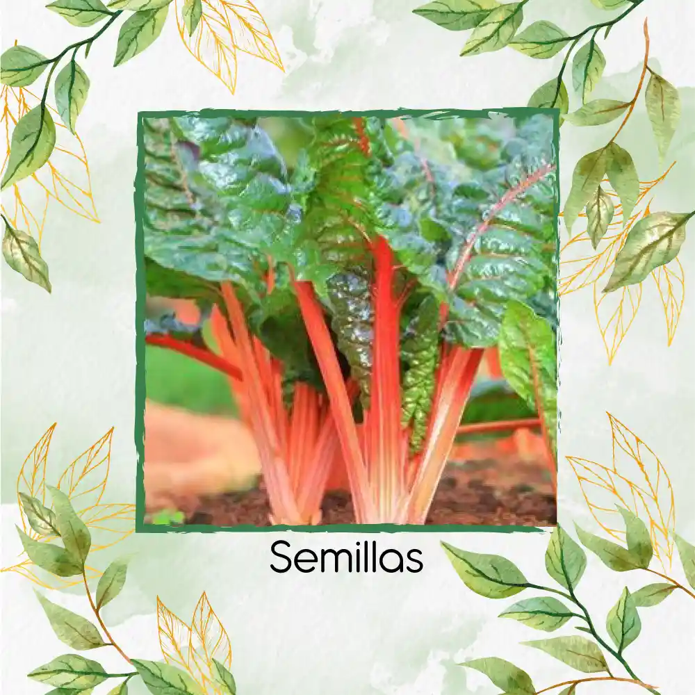 63 Semillas Orgánicas De Acelga Naranja