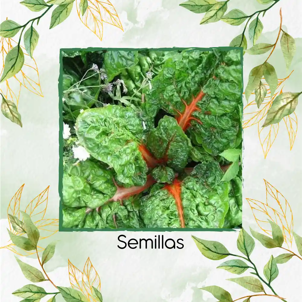 63 Semillas Orgánicas De Acelga Naranja