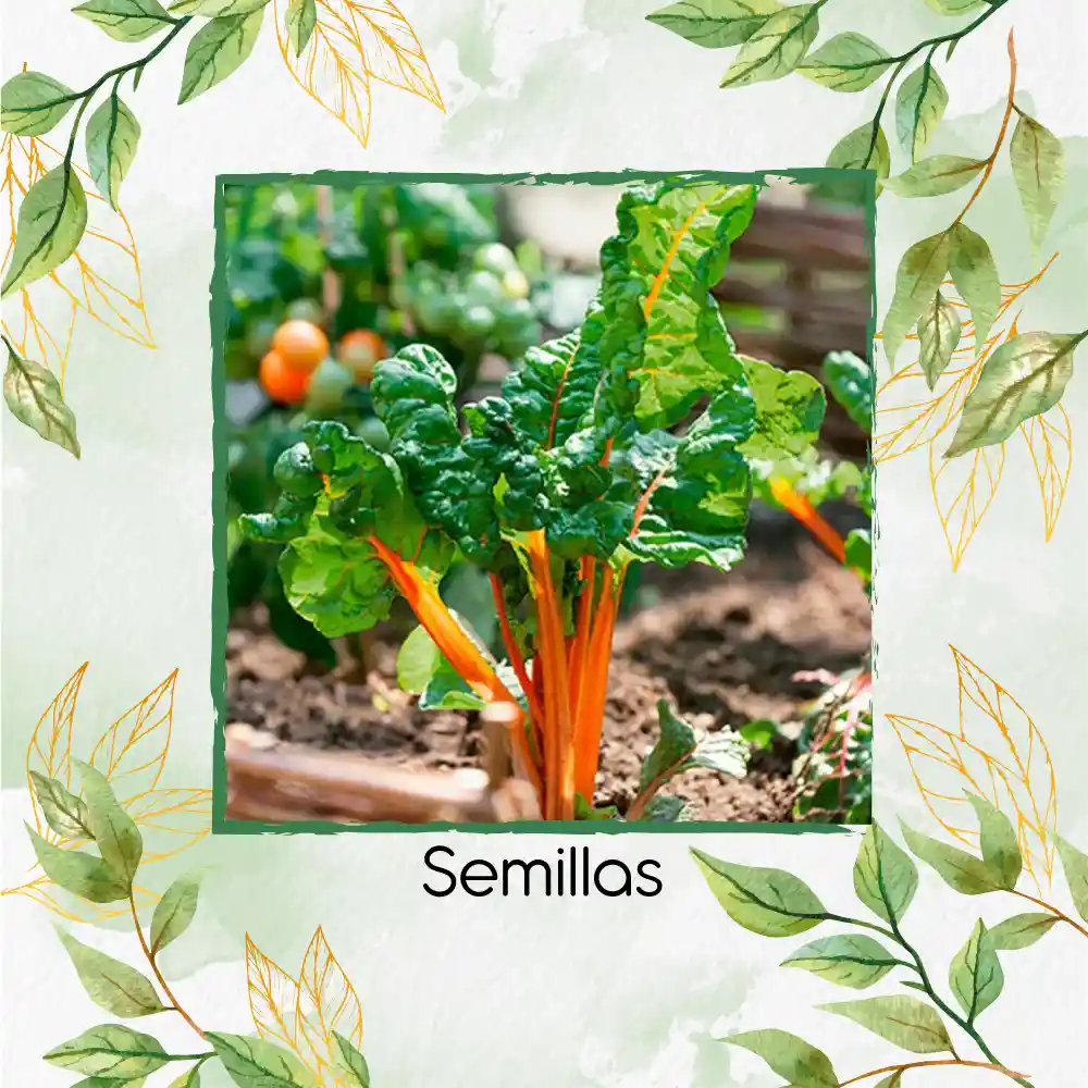 125 Semillas Orgánicas De Acelga Naranja