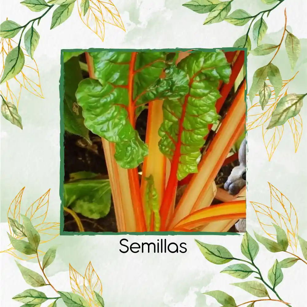 250 Semillas Orgánicas De Acelga Naranja