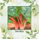 1.250 Semillas Orgánicas De Acelga Naranja