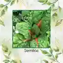 2.500 Semillas Orgánicas De Acelga Naranja