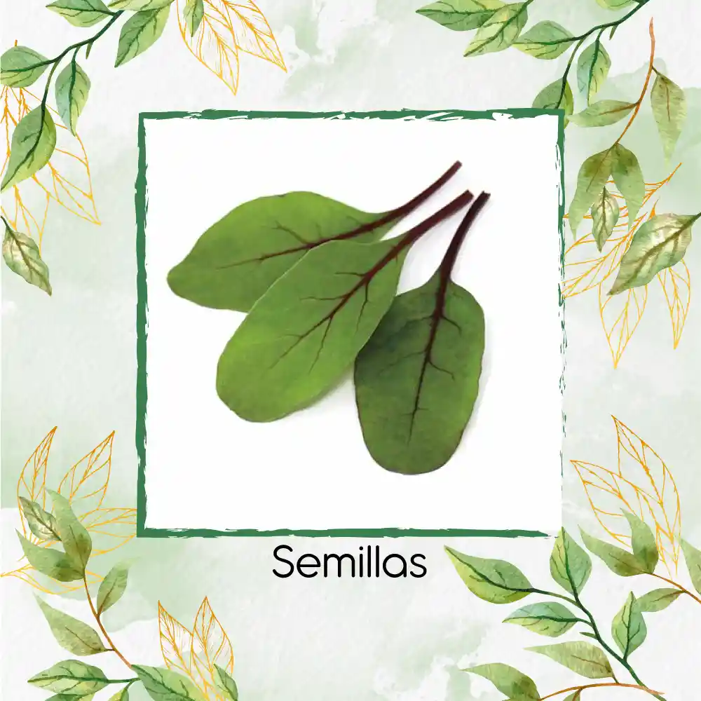 63 Semillas Orgánicas De Acelga Scarlett