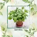 63 Semillas Orgánicas De Acelga Scarlett