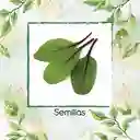 250 Semillas Orgánicas De Acelga Scarlett