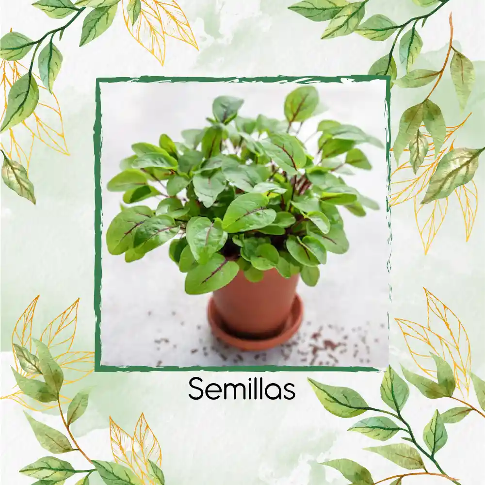 625 Semillas Orgánicas De Acelga Scarlett