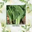 63 Semillas Orgánicas De Acelga Prius