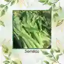 250 Semillas Orgánicas De Acelga Prius