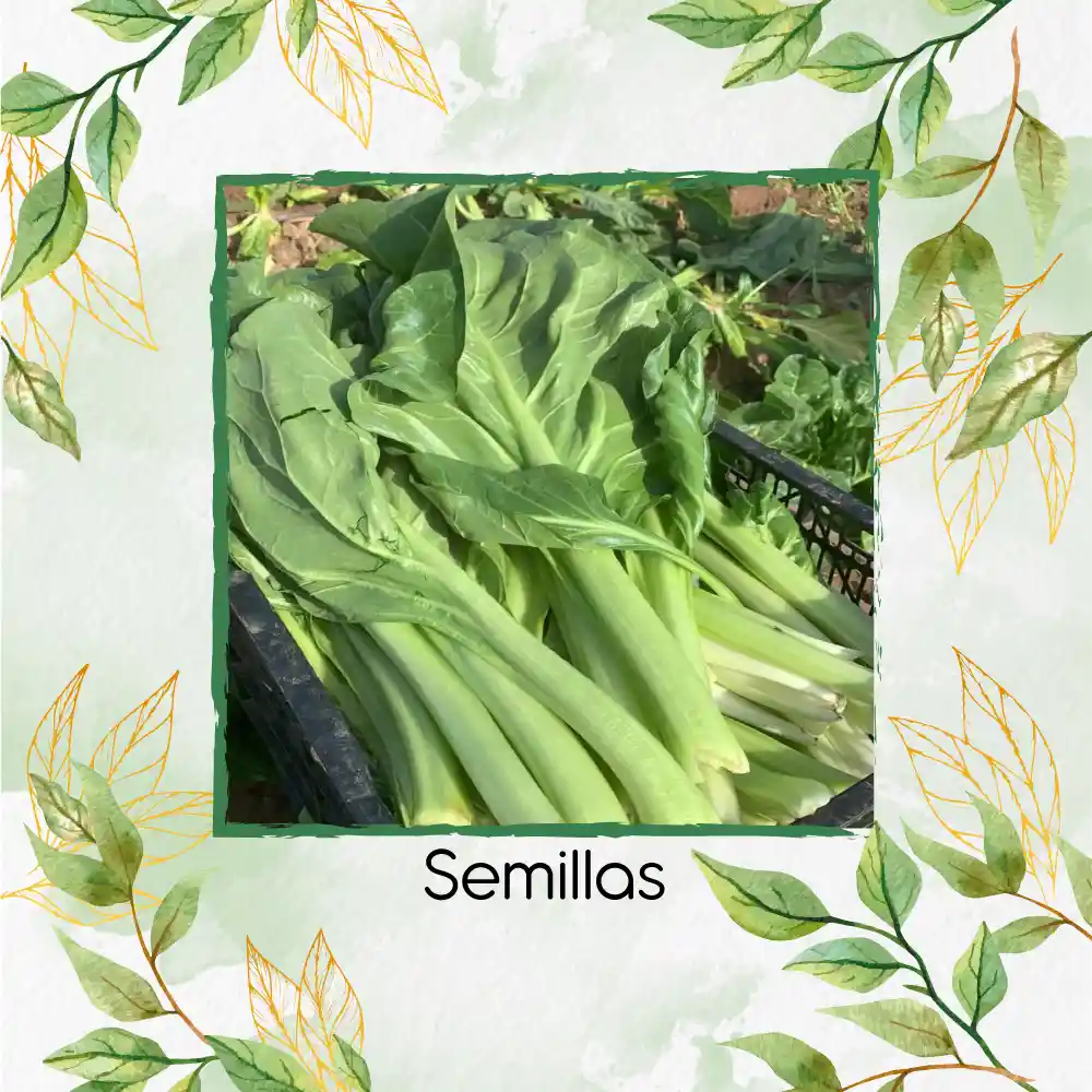 250 Semillas Orgánicas De Acelga Prius