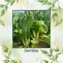 625 Semillas Orgánicas De Acelga Prius