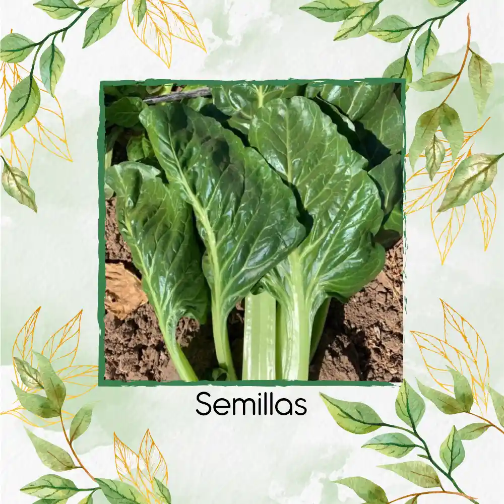 625 Semillas Orgánicas De Acelga Prius