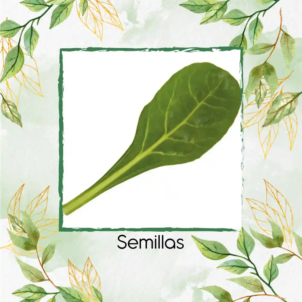 1.250 Semillas Orgánicas De Acelga Prius