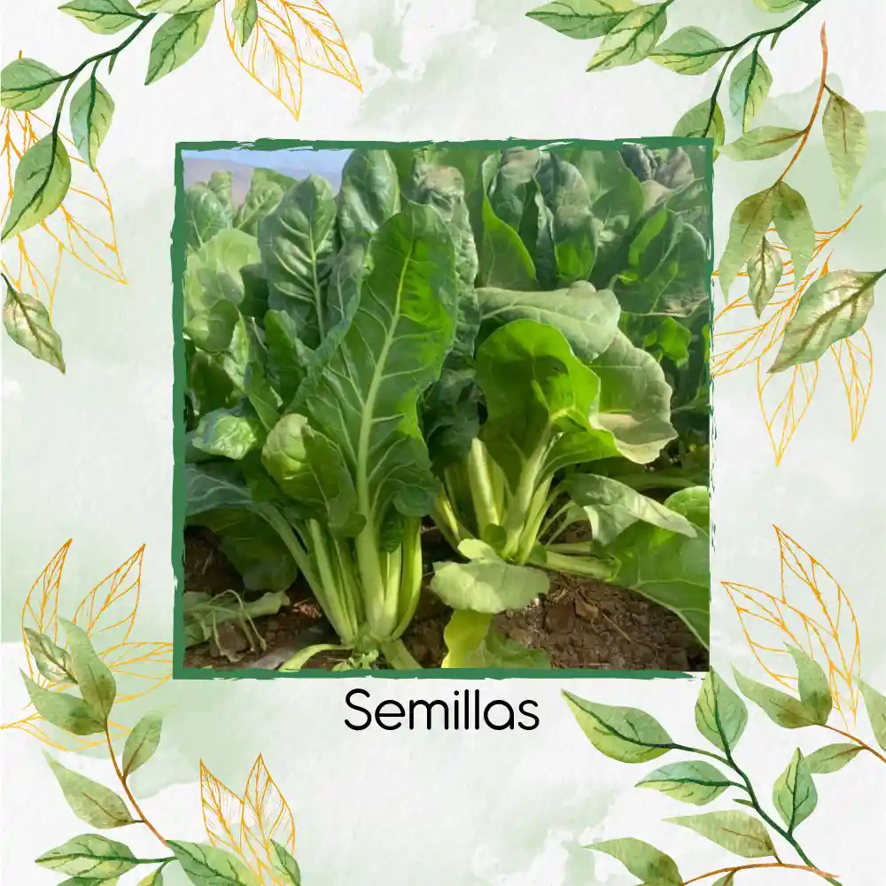 1.250 Semillas Orgánicas De Acelga Prius