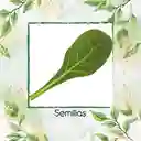 2.500 Semillas Orgánicas De Acelga Prius