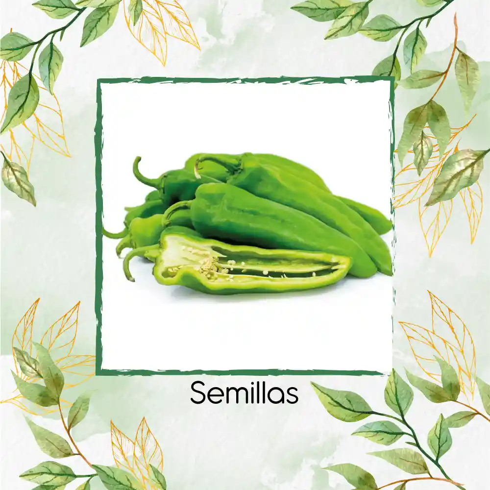 15 Semillas Orgánicas De Ají Anaheim