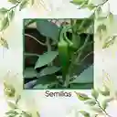 60 Semillas Orgánicas De Ají Anaheim