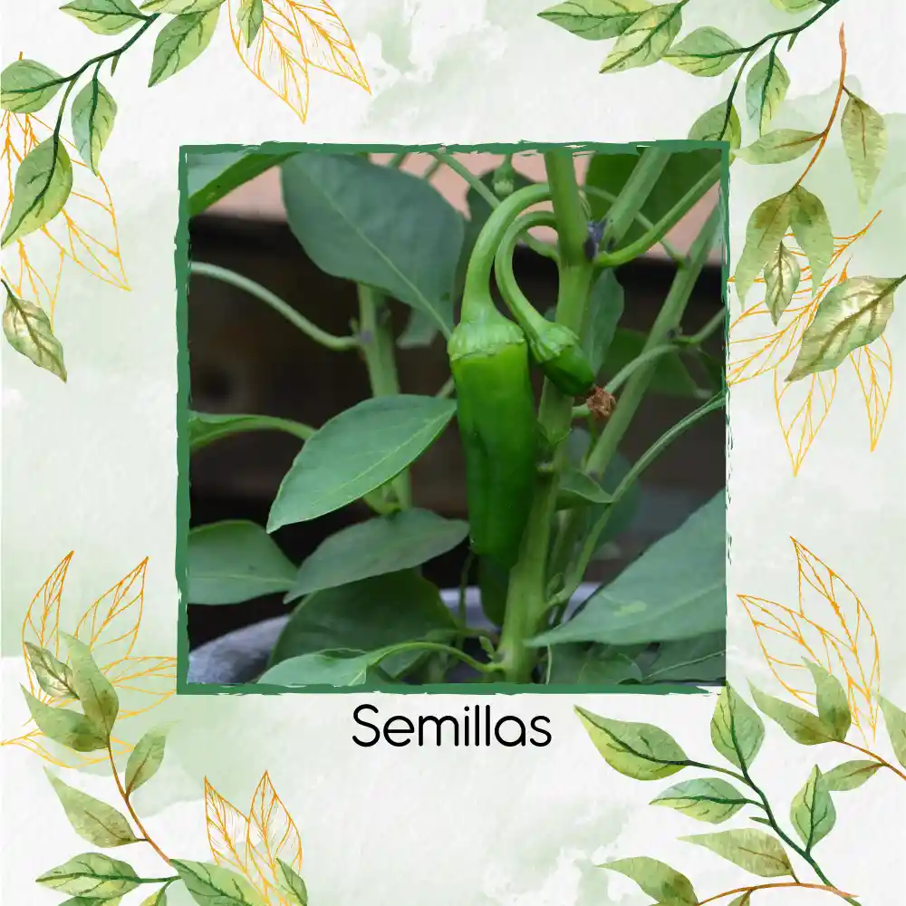 300 Semillas Orgánicas De Ají Anaheim