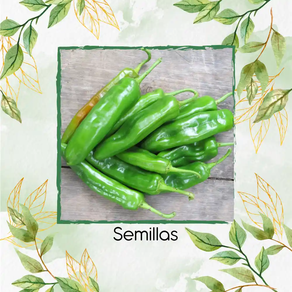 300 Semillas Orgánicas De Ají Anaheim
