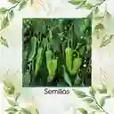 300 Semillas Orgánicas De Ají Anaheim