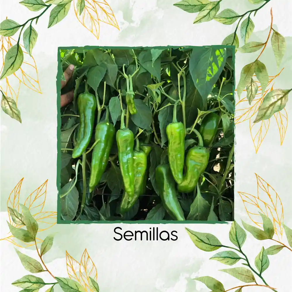 300 Semillas Orgánicas De Ají Anaheim