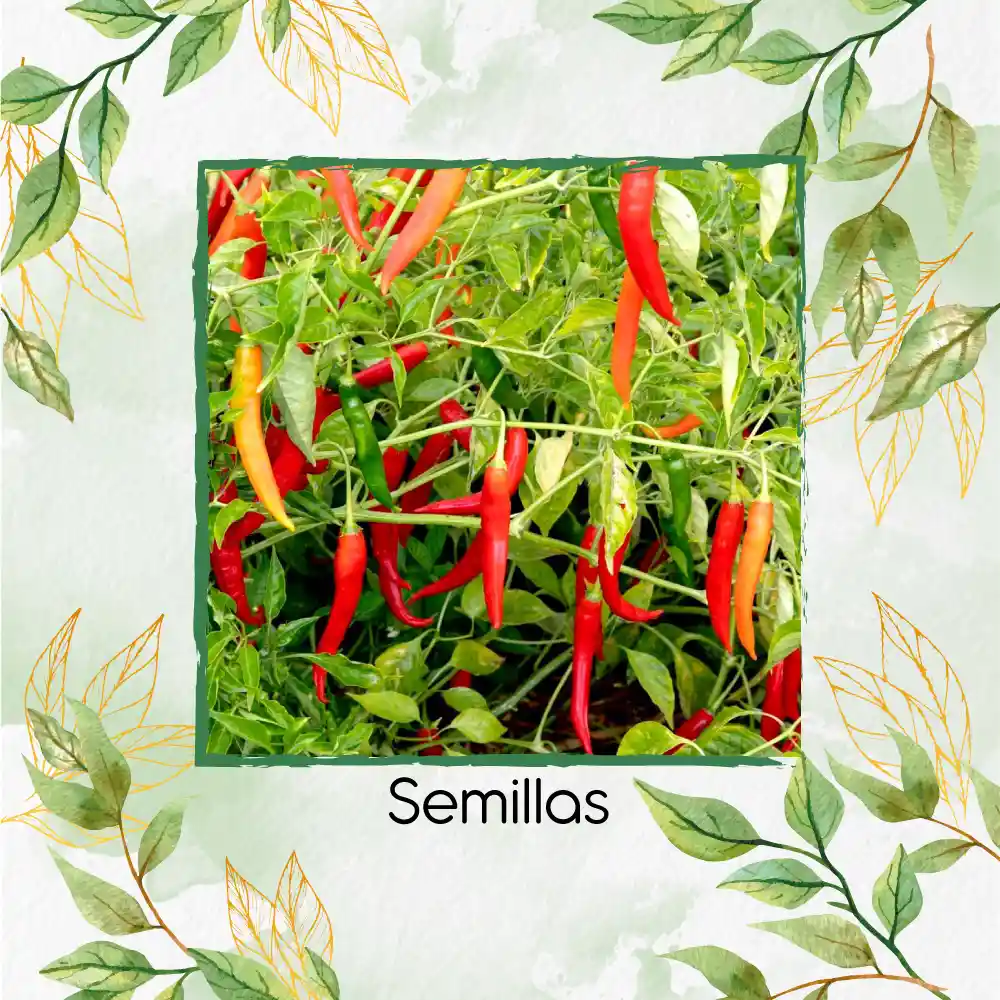 100 Semillas Orgánicas De Ají Cacho O Cuerno De Toro