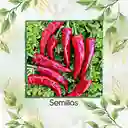 100 Semillas Orgánicas De Ají Cacho O Cuerno De Toro