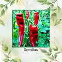 100 Semillas Orgánicas De Ají Cacho O Cuerno De Toro