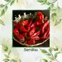 200 Semillas Orgánicas De Ají Cacho O Cuerno De Toro