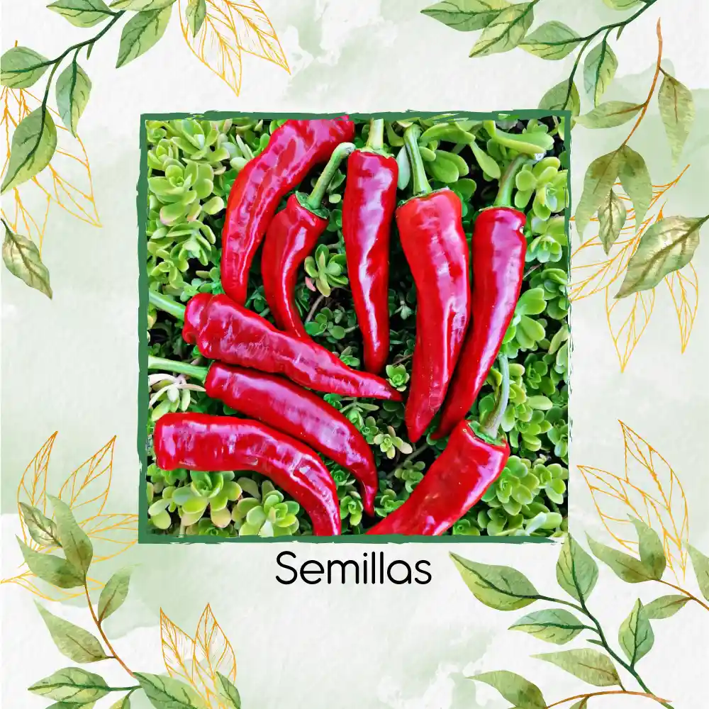 200 Semillas Orgánicas De Ají Cacho O Cuerno De Toro