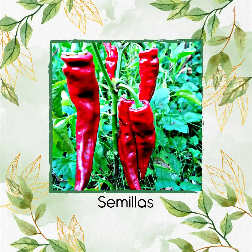 200 Semillas Orgánicas De Ají Cacho O Cuerno De Toro