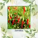 200 Semillas Orgánicas De Ají Cacho O Cuerno De Toro