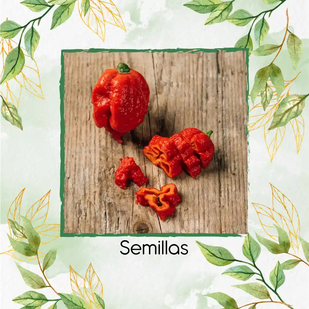 5 Semillas Orgánicas De Ají Carolina Reaper