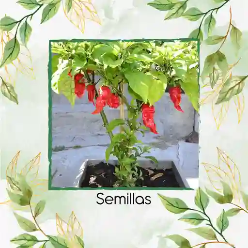 5 Semillas Orgánicas De Ají Carolina Reaper