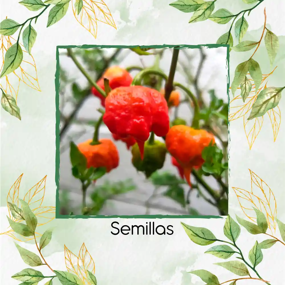 5 Semillas Orgánicas De Ají Carolina Reaper