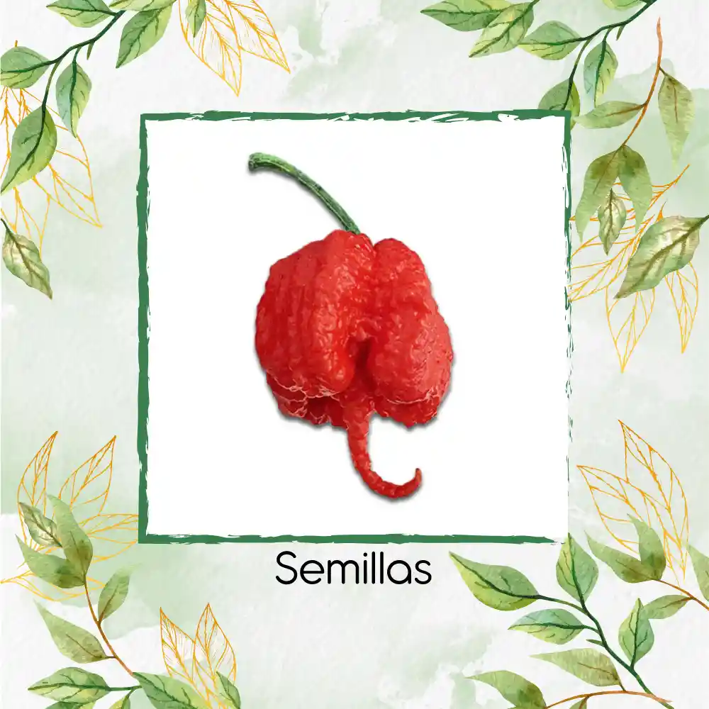 5 Semillas Orgánicas De Ají Carolina Reaper