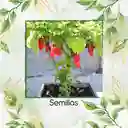 20 Semillas Orgánicas De Ají Carolina Reaper