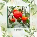 200 Semillas Orgánicas De Ají Carolina Reaper