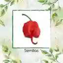 400 Semillas Orgánicas De Ají Carolina Reaper