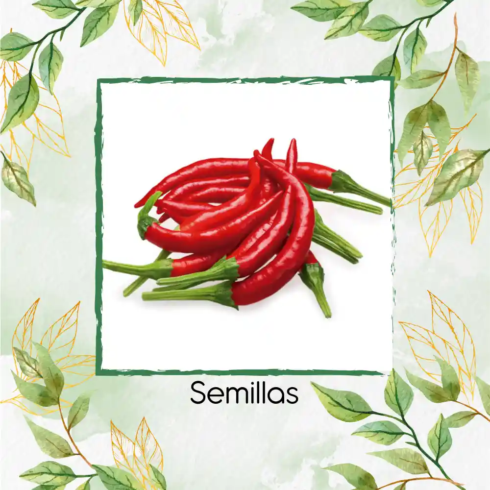 10 Semillas Orgánicas De Ají De Árbol