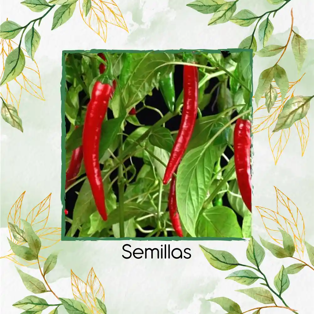 20 Semillas Orgánicas De Ají De Árbol