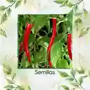 100 Semillas Orgánicas De Ají De Árbol