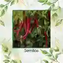 200 Semillas Orgánicas De Ají De Árbol