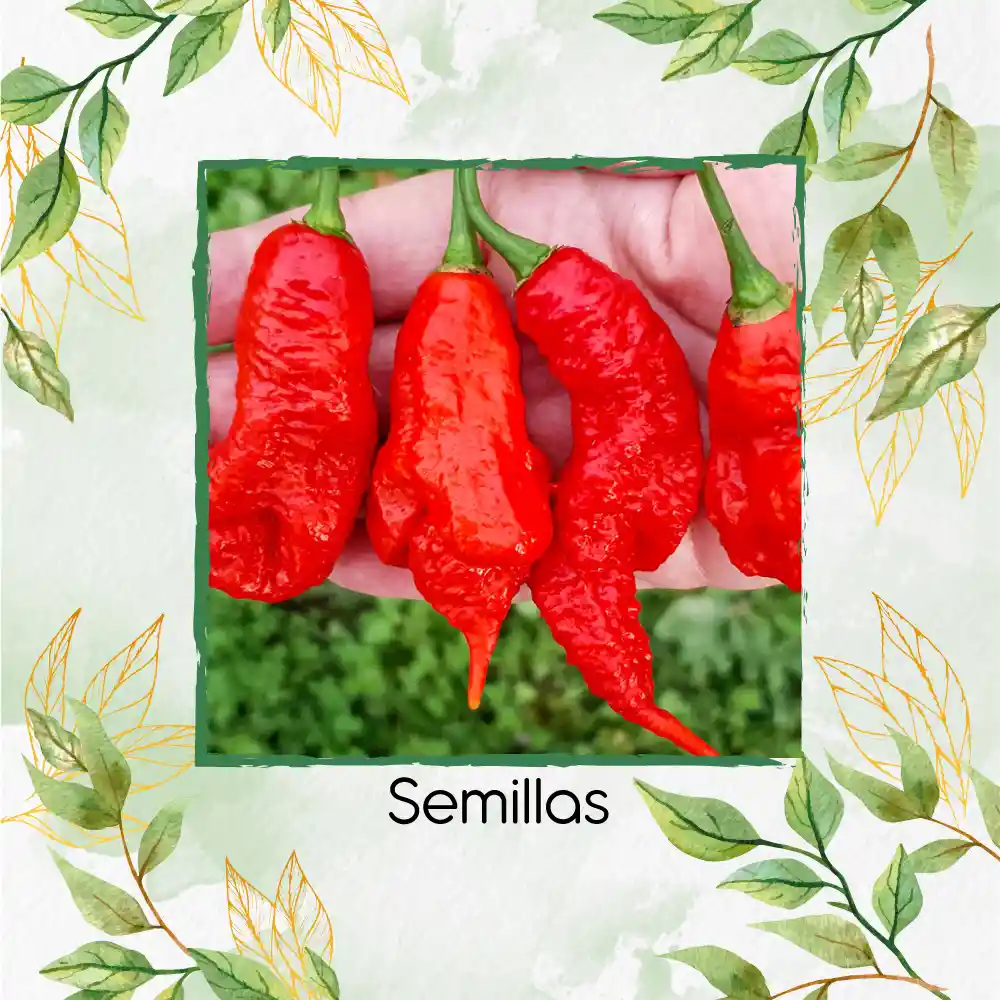 10 Semillas Orgánicas De Ají Escorpión