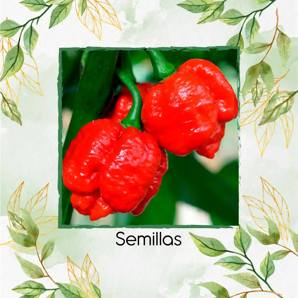 10 Semillas Orgánicas De Ají Escorpión